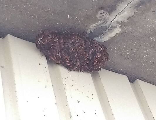 アシナガバチの巣駆除高所軒下